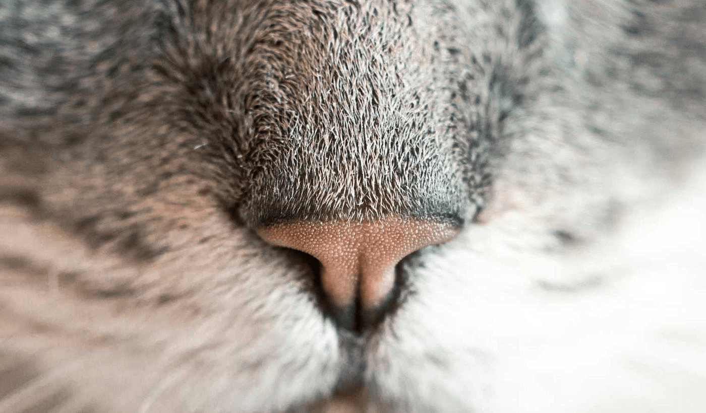 Иллюстрация: hero